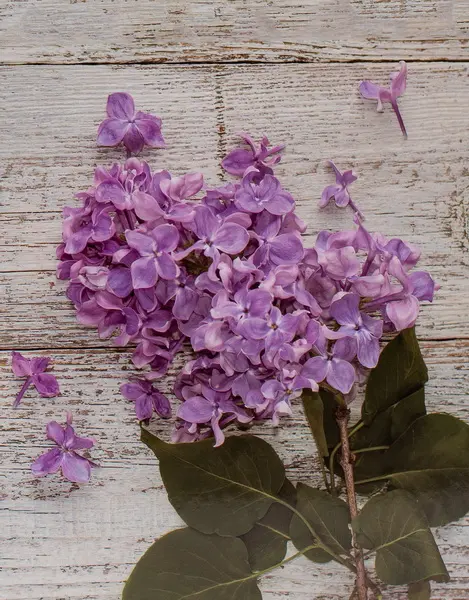 Fotoalbum MM-46304/2 Flower 2 fialky PL