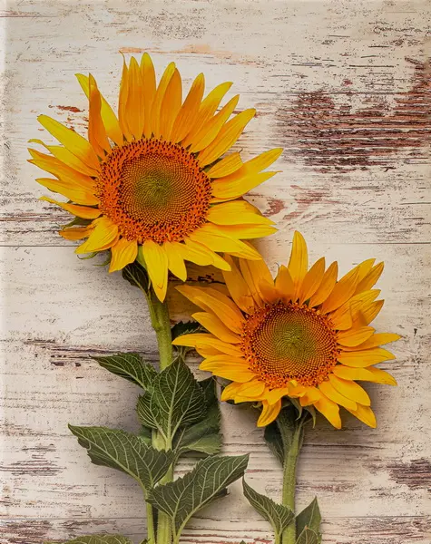 Fotoalbum MM-46304/2 Flower 3 slunečnice PL